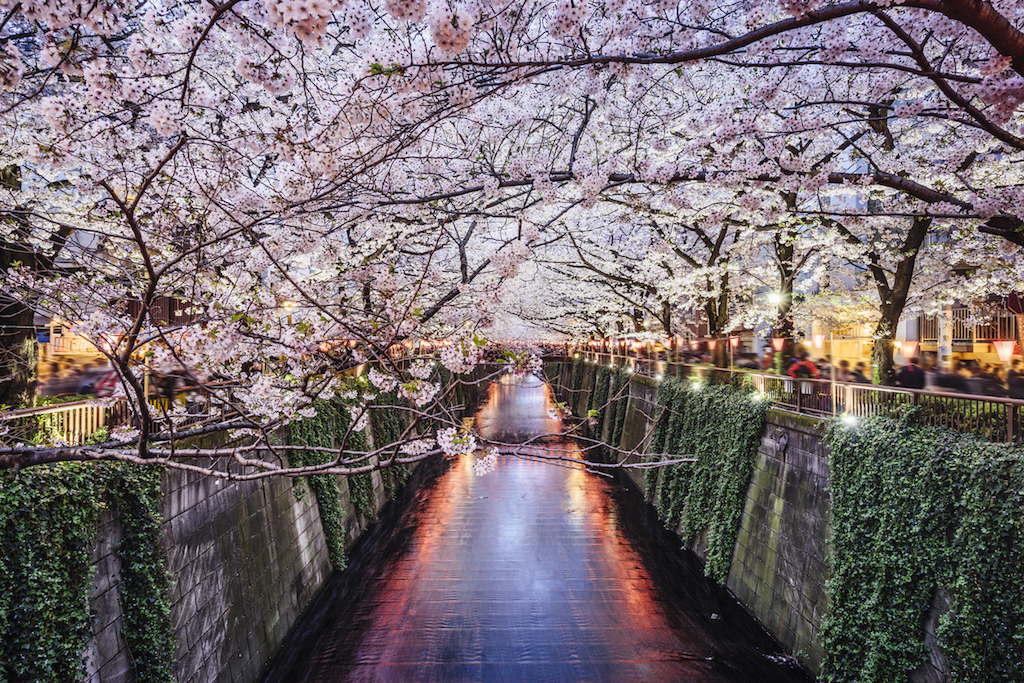 Ciliegi in fiore: dove e quando vederli in Giappone