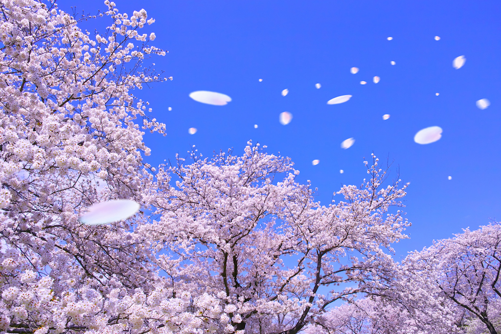 Ciliegi in fiore: dove e quando vederli in Giappone