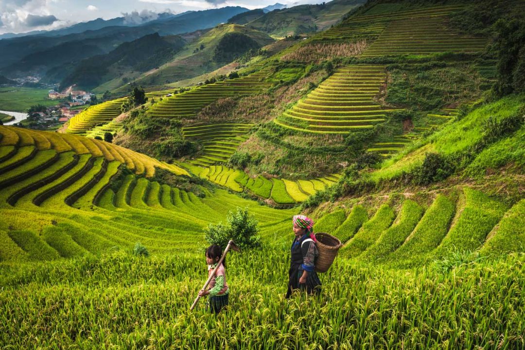 Nelle risaie del Vietnam