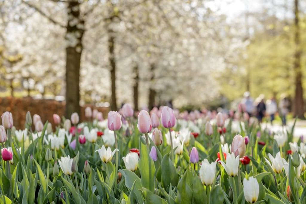 Lo splendido parco di tulipani del Keukenhof