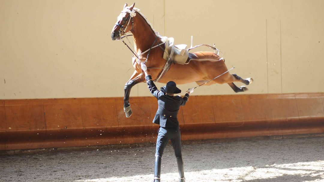 Scuola nazionale di equitazione Le Cadre Noir - Saumur 