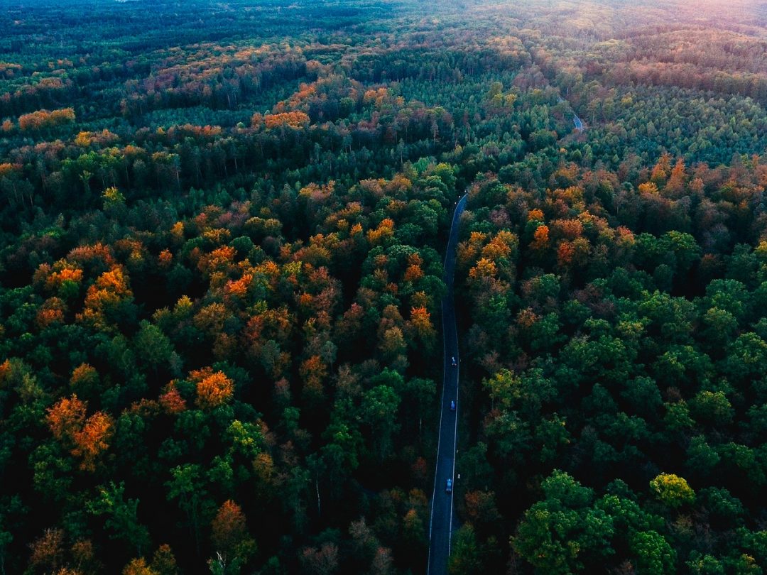 Foresta Nera, Germania 