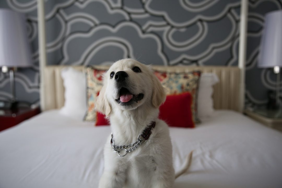 Hotel pet-friendly: lusso a quattro zampe