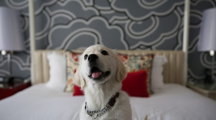 Foto Hotel pet-friendly: lusso a quattro zampe