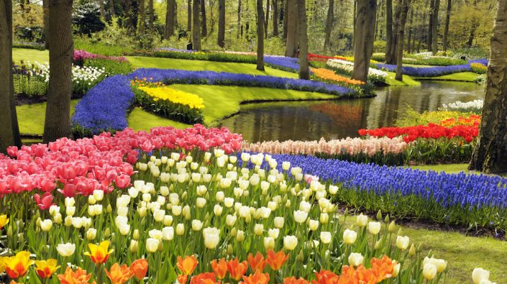 Foto Lo splendido parco di tulipani del Keukenhof