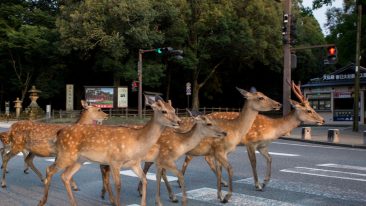 Cervi in città a Nara