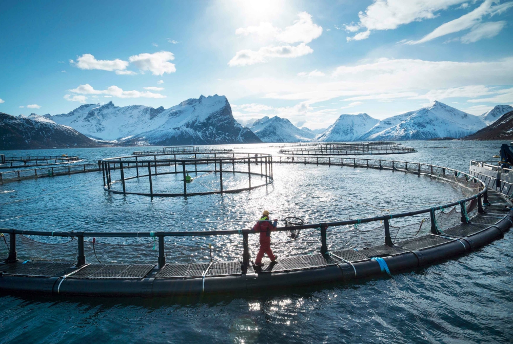 In Norvegia per gustare salmoni e merluzzi