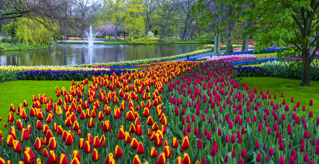 Nel giardino di tulipani più bello del mondo