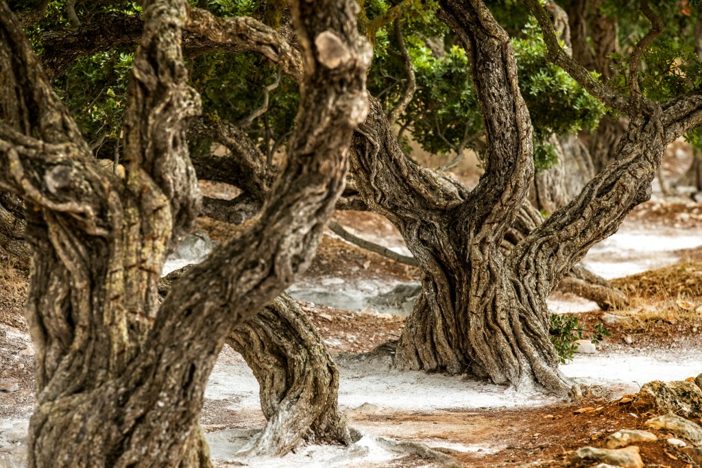 Chios, coltivazione di Mastica