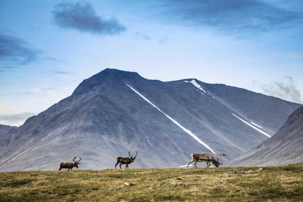 Durante il Fjällräven Classic non è raro incontrare branchi di renne