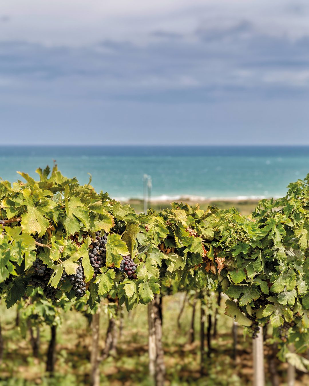Abruzzo: vino e mare sulla Costa dei trabocchi