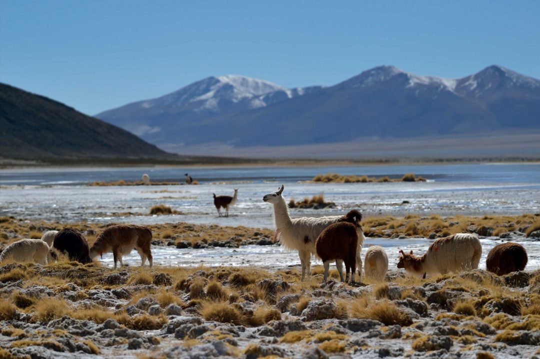 Cile: tra oceano e deserto