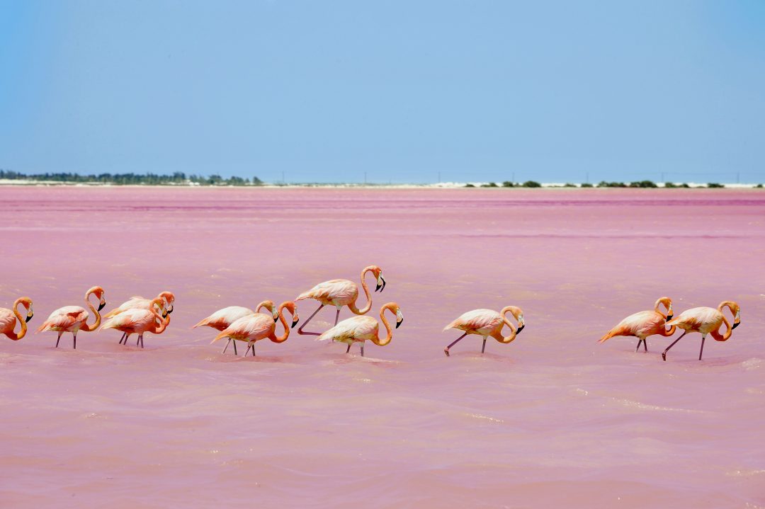 cosa vedere nello yucatan: la laguna di Las Coloradas