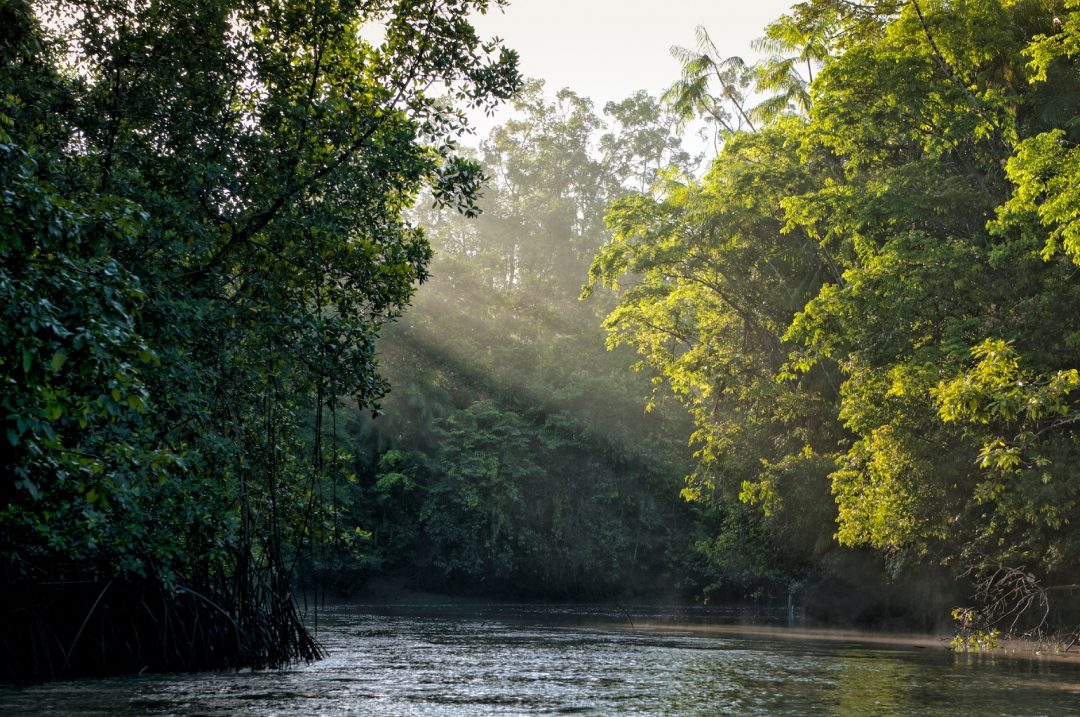 REGIONI: FORESTA AMAZZONICA, BRASILE