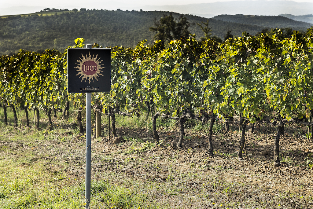 A Montalcino, terroir unico, Tenuta Luce è stata destinata alla produzione di grandi vini utilizzando anche vitigni bordolesi, impiantati sin dagli anni '70.