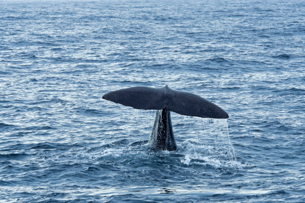 Alla ricerca di balene ad Andenes