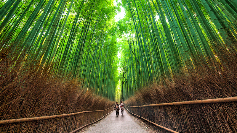 In Giappone, nella foresta di bambù di Sagano