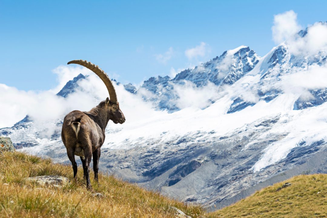 Parco Nazionale del Gran Paradiso