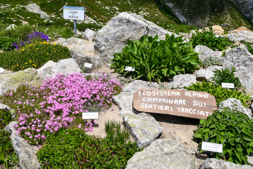 Giardino Botanico Alpino Saussurea, Courmayeur (AO)