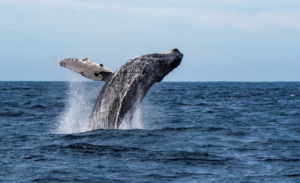 Dove andare in vacanza a febbraio al mare: Messico, Baja California per avvistare le balene