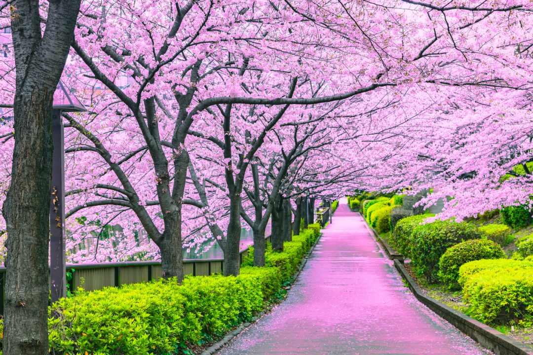Fioritura dei ciliegi in Giappone nel 2020: ecco le previsioni