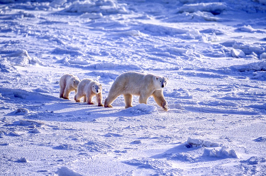 Baia di Hudson, nella terra degli orsi polari