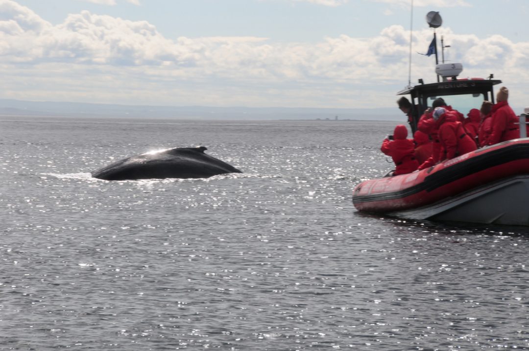 Le balene a Tadoussac