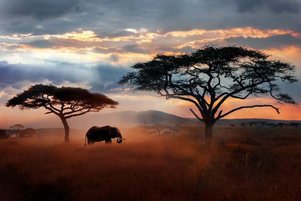 idee per viaggi di nozze: safari in Tanzania