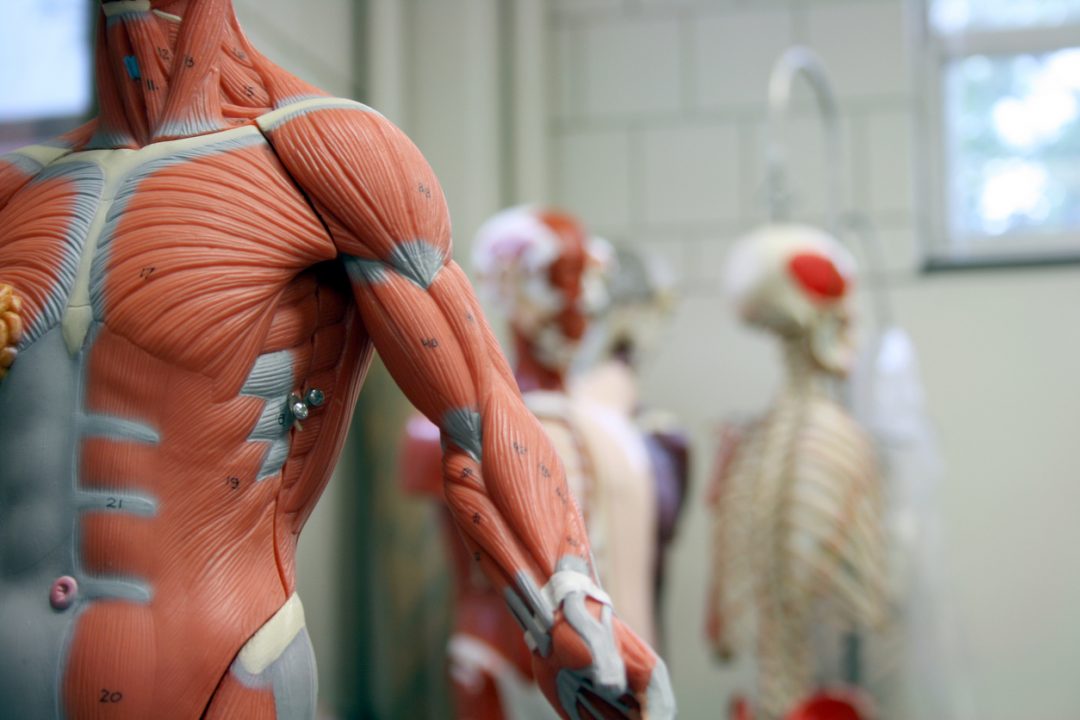 Museo di Anatomia Umana, Torino