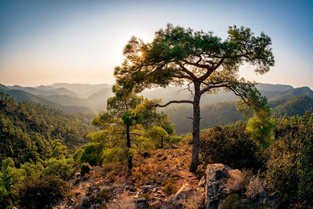 Parco Nazionale della Foresta di Troodos, Cipro