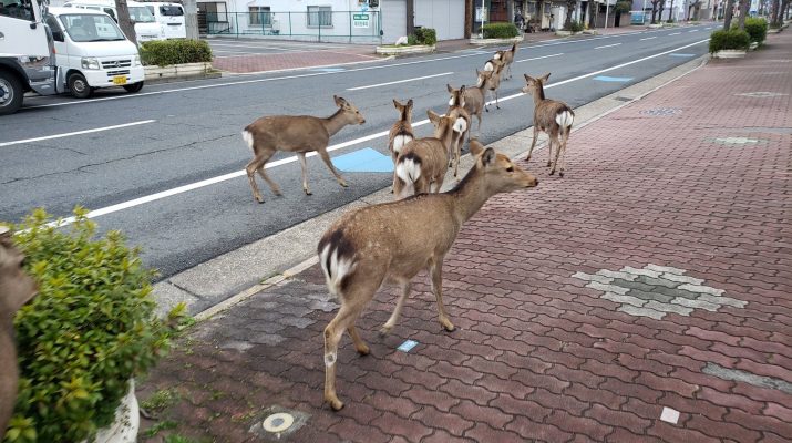 Foto #iorestoacasa: lo stop per il coronavirus ha riportato la natura e gli animali in città