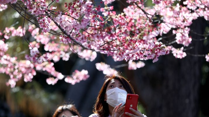 Foto Le foto dei ciliegi in fiore in Giappone (quest’anno ancora più belli e più lontani)