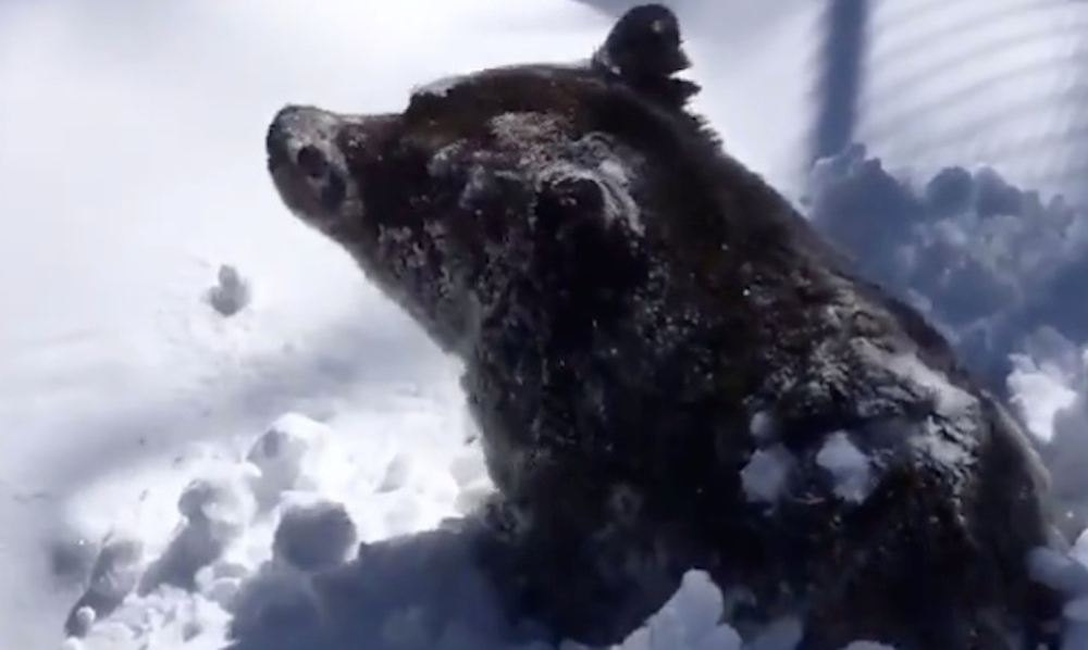 Il bel video dell’orso grizzly che esce dal letargo e sembra dire: “Eccomi, sono di nuovo qui”