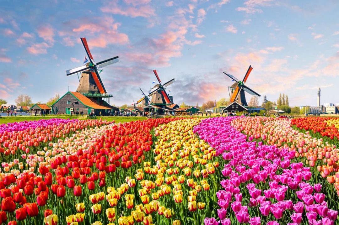 dove andare in vacanza ad aprile: i mulini a vento e i tulipani dello Zaanse Schans in Olanda
