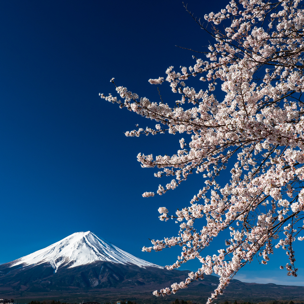 Le foto dei ciliegi in fiore in Giappone (quest’anno ancora più belli e più lontani)