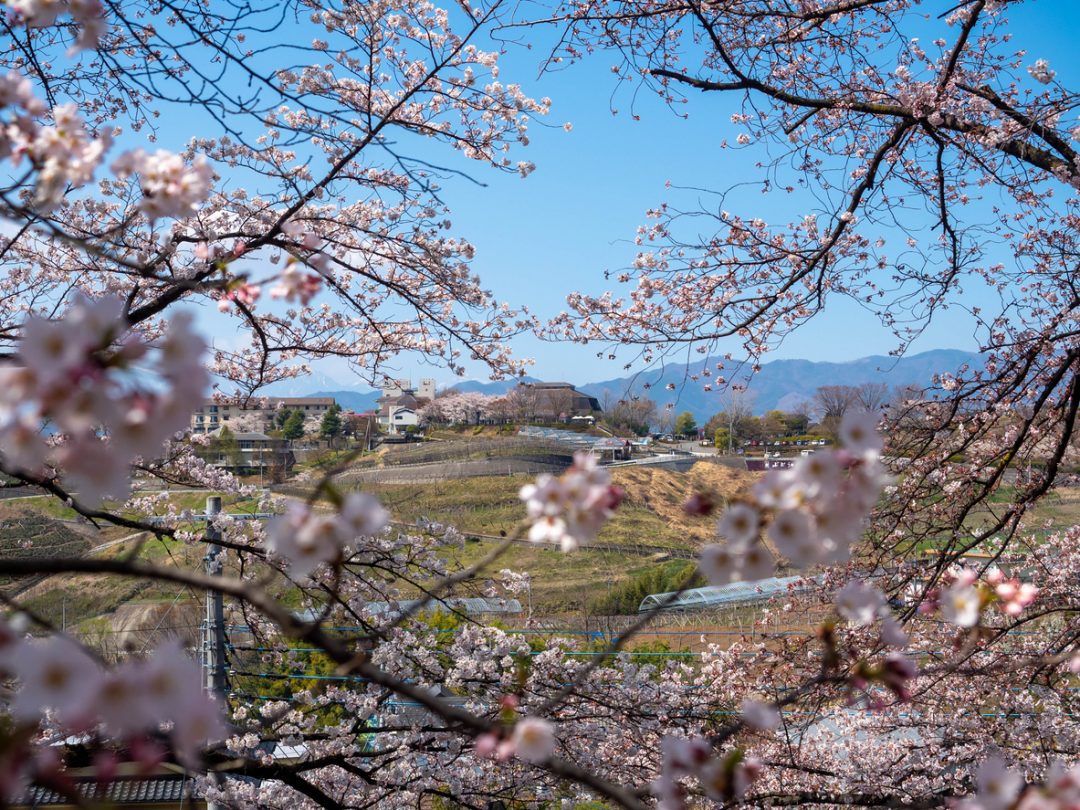 Le foto dei ciliegi in fiore in Giappone (quest’anno ancora più belli e più lontani)