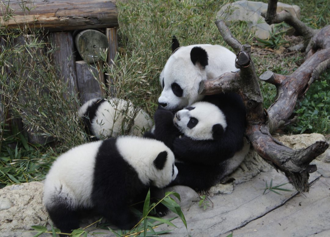 I tre panda cinesi