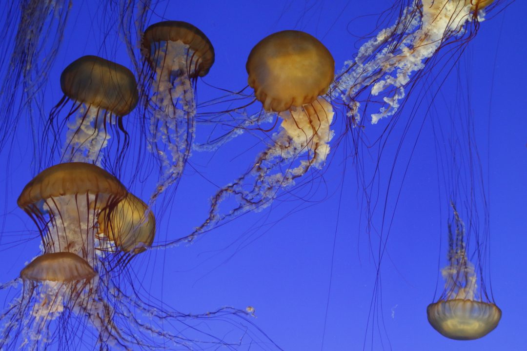 La danza delle meduse