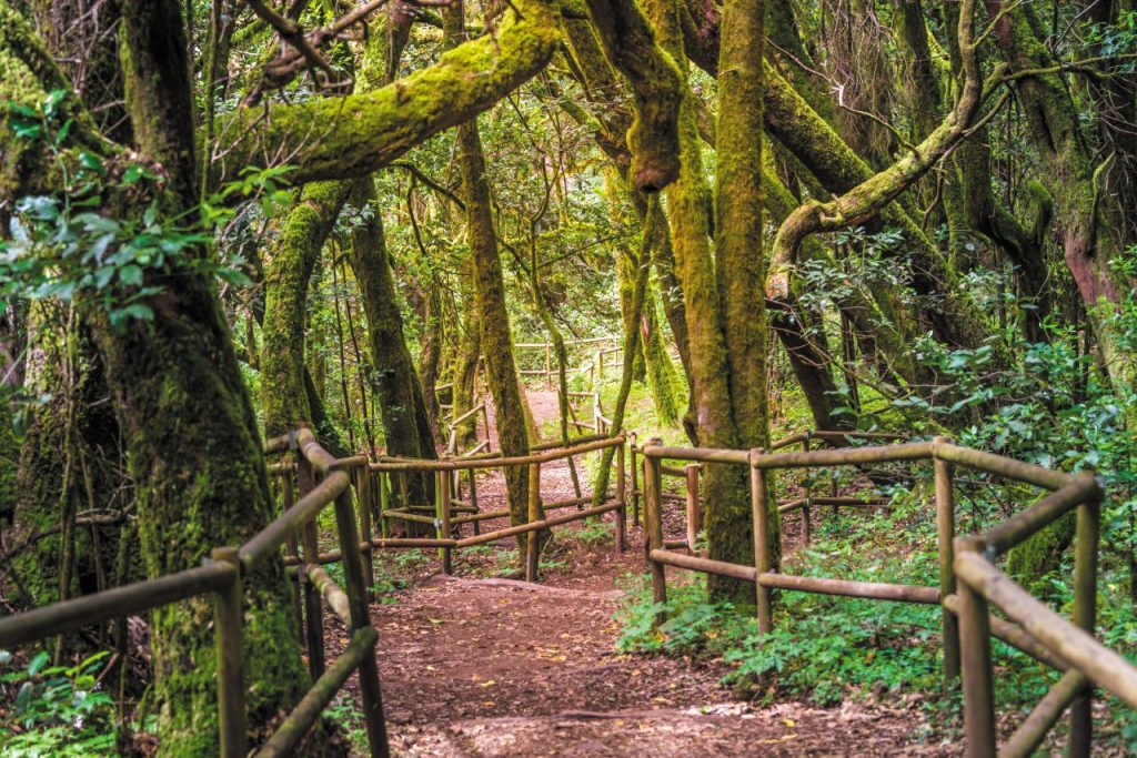 La foresta pluviale di Laguna Grande, nel parco nazionale di Garajonay.