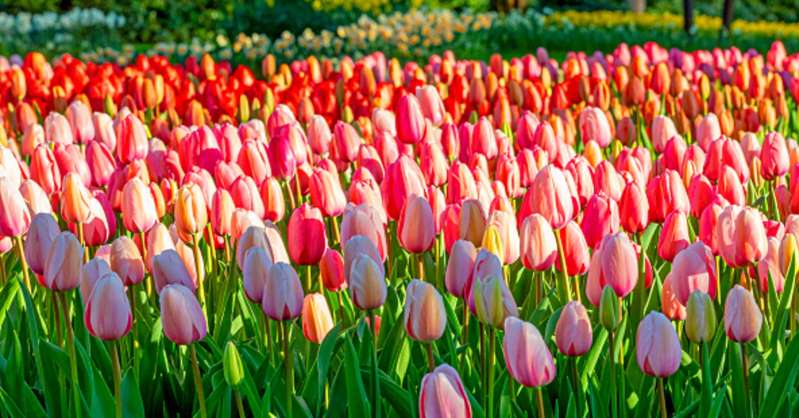 Viaggi virtuali: nel parco di tulipani più bello del mondo