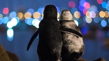 I due pinguini si consolano mentre contemplano lo skyline di Melbourne (ph: Tobias Baumgaertner)