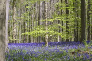Hallerbos, la fioritura della foresta incantata in Belgio è uno show (da godere in questa gallery)