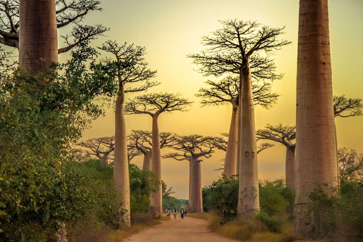 Viaggi virtuali: il viale dei baobab in Madagascar, dove la natura lascia a bocca aperta