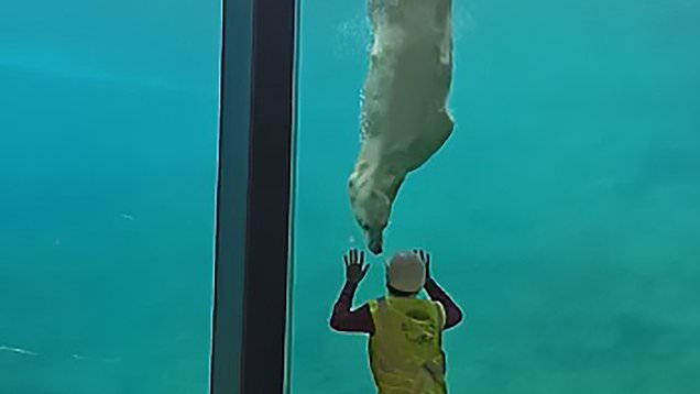 Belgio: il video dell’orso polare che gioca con il custode dello zoo