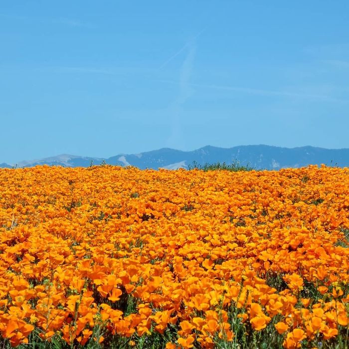 La super fioritura nel deserto della California vista con gli occhi della Nasa: le foto