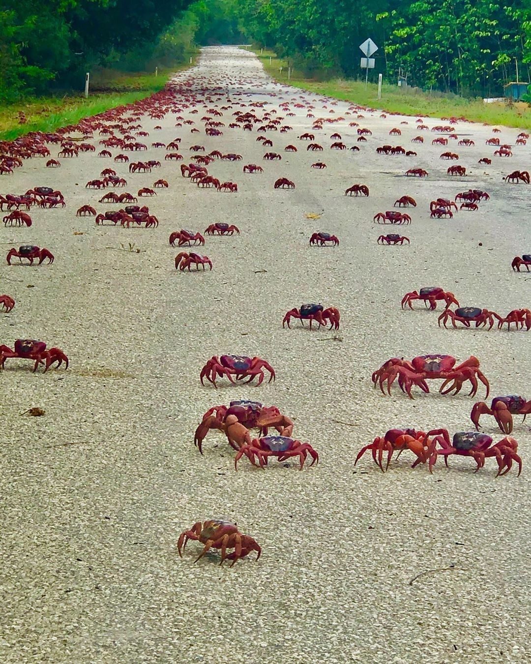 La lunga marcia dei granchi rossi, Christmas Island