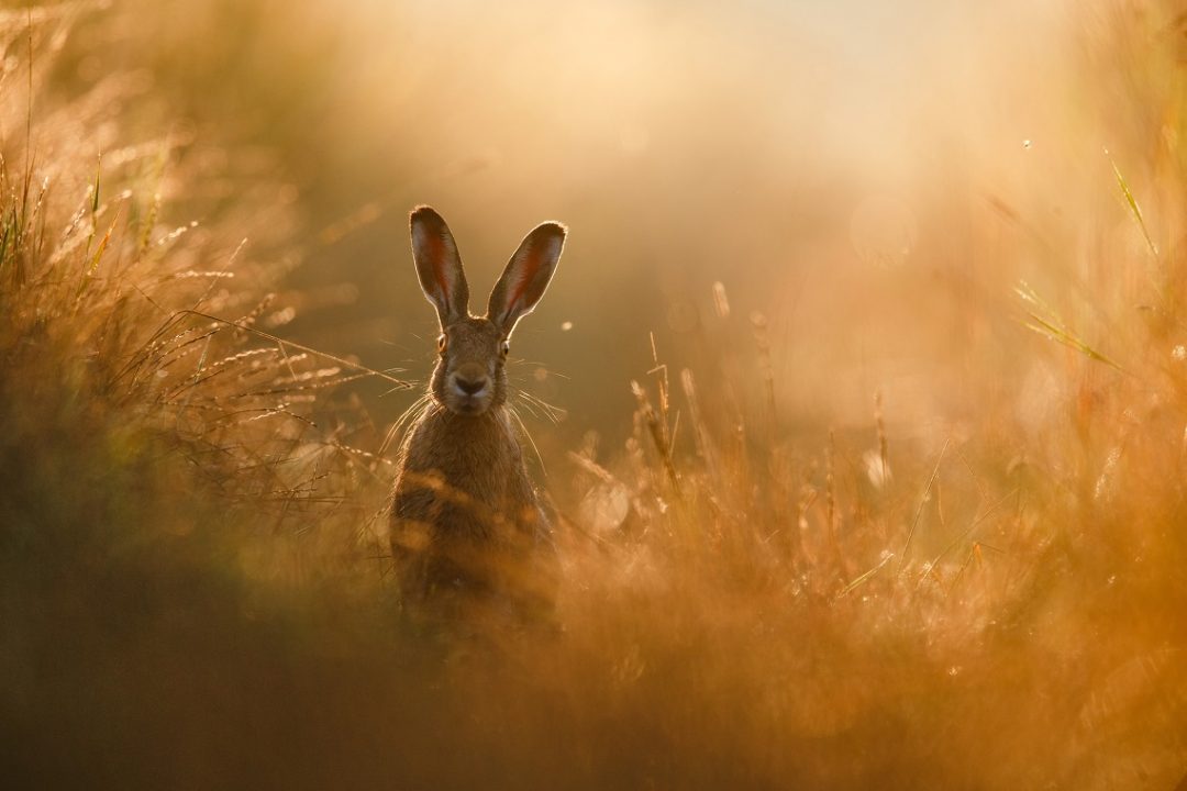 GDT Nature Photographer of the Year: il sogno di una lepre e le altre (bellissime) foto di natura