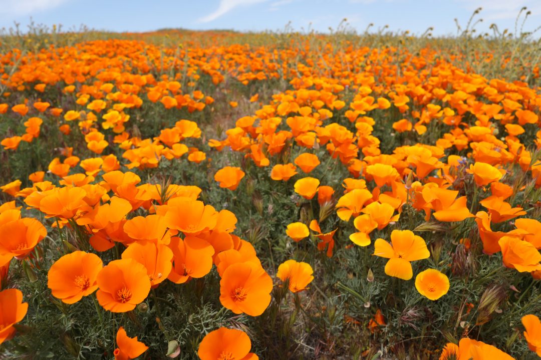 La super fioritura nel deserto della California vista con gli occhi della Nasa: le foto