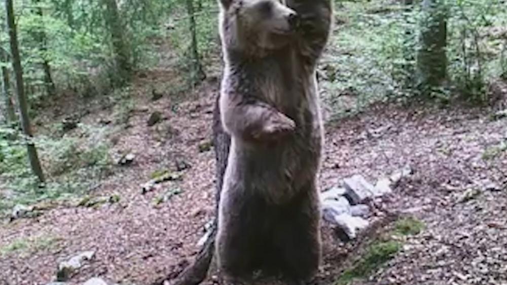 L’orso si gratta contro l’albero. Un “balletto” in mezzo al Parco Naturale Adamello Brenta