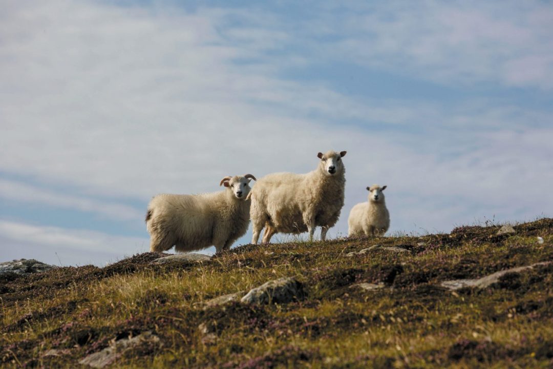 Le pecore Shetland